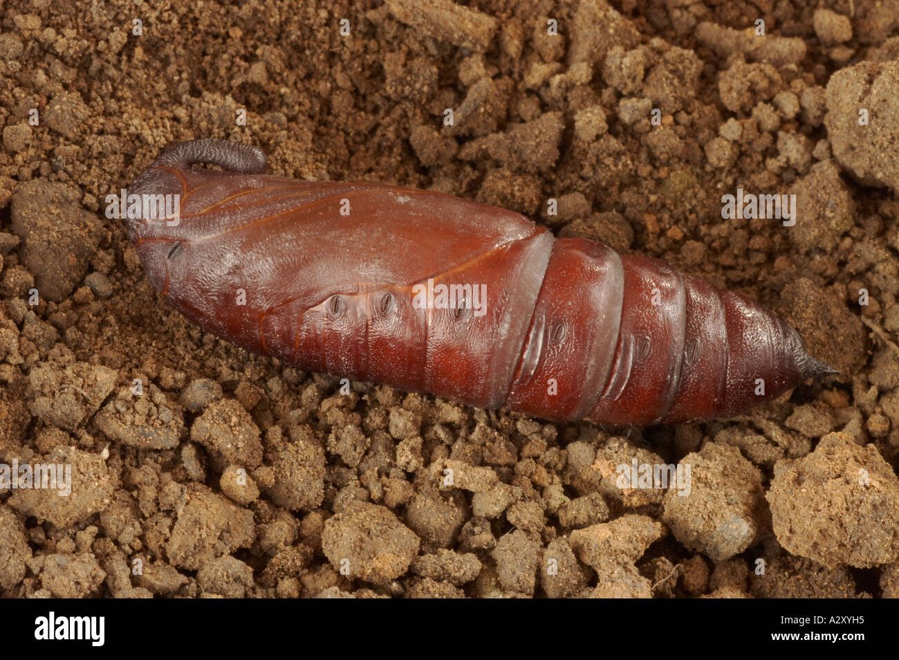 Privet Hawk Moth Chrysalide - Sphinx ligustri Banque D'Images