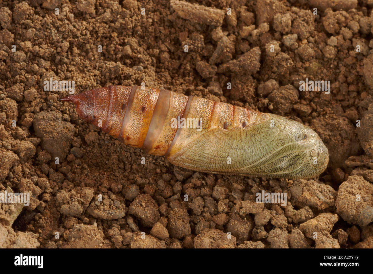 Spurge Hawk Moth Chrysalide - Hyles euphorbiae Banque D'Images