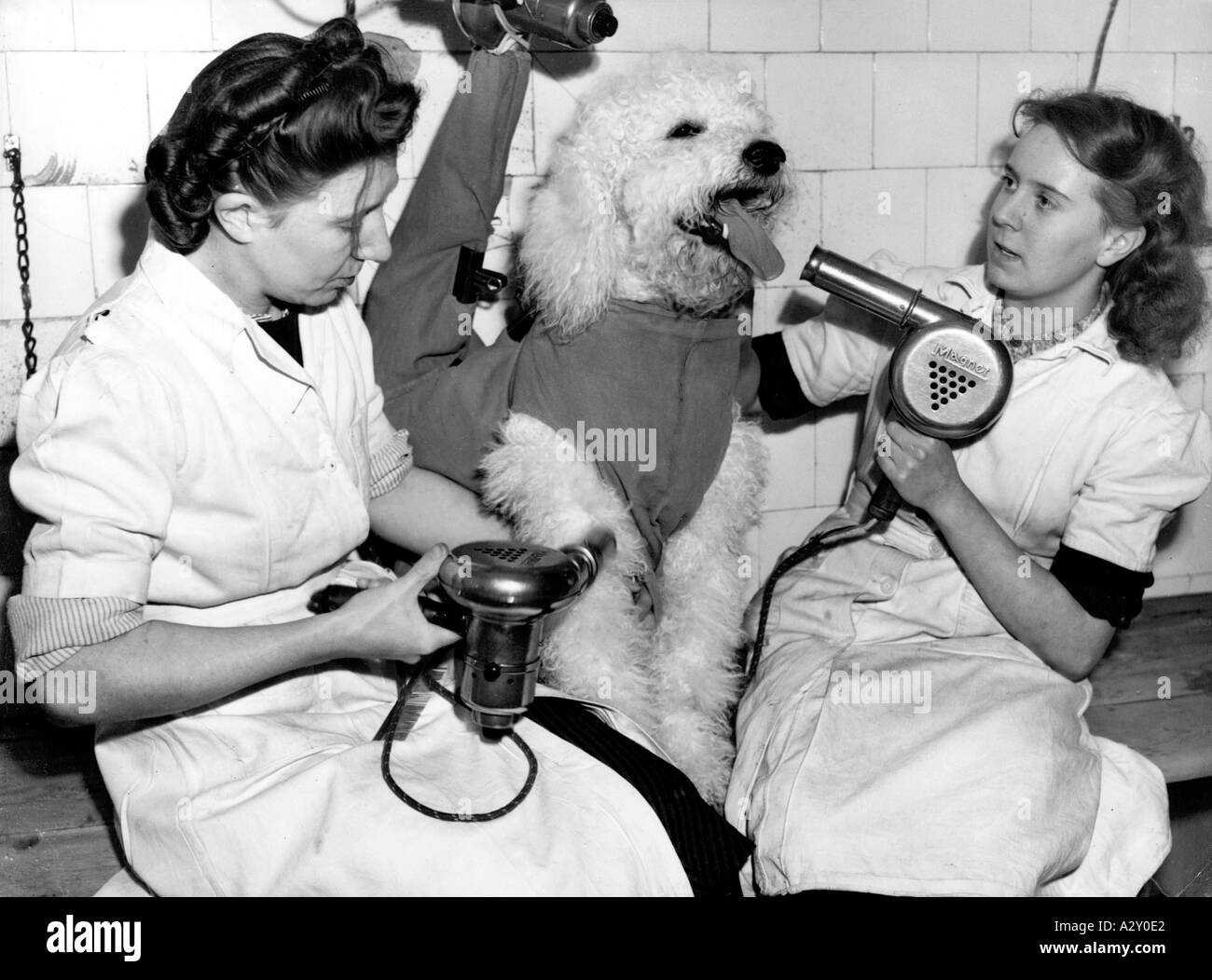 Un photographe anglais a trouvé une piste originale pour le mariage du capitaine Brudenell Bruce et de Miss Diana Joel le cosmétique attention portée au caniche Diana Andrew est en préparation pour les noces du couple avec chien en présence à l'église Saint-Pierre le 2 novembre 1949 Ein englischer Fotograf findet diesen originellen Aufmacher fuer einen Bericht ueber Die Hochzeit von Captain Brudenell Bruce und Miss Diana Joel Die kosmetische Vorbereitung von Dianas franzoesischem Pudel Andrew verweist auf Die Trauung des Paares in Anwesenheit des Hundes in der St Peters Kirche AM 2 novembre 1949 Banque D'Images