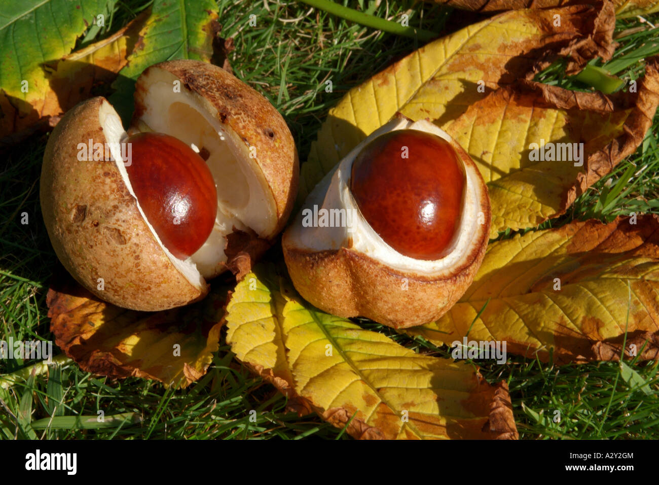 Deux chesnuts tombé d'un arbre dans leur coquille Banque D'Images