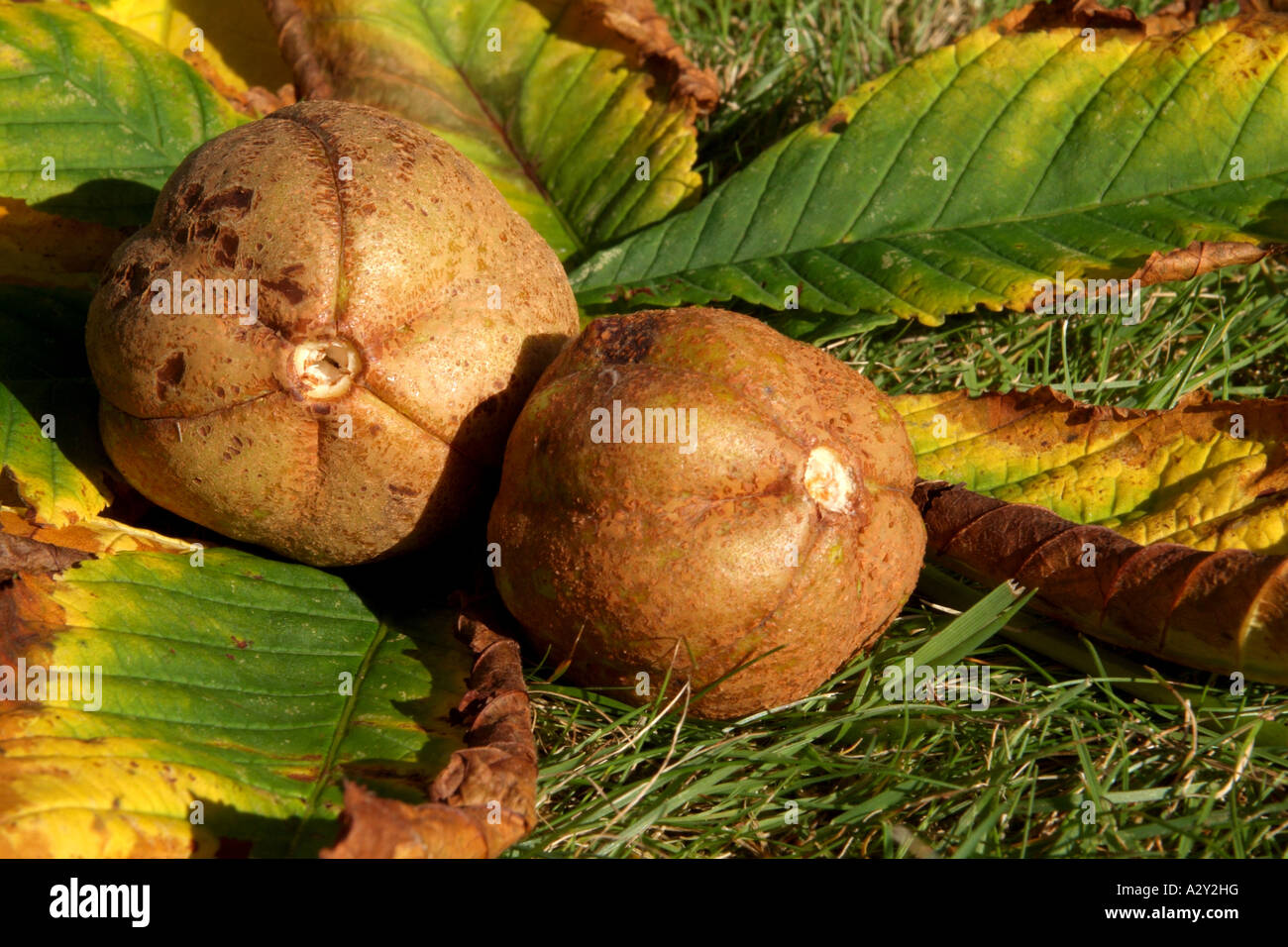 Close up of ensemble chesnuts dans leur coquille non ouvert tombé d'un arbre Banque D'Images