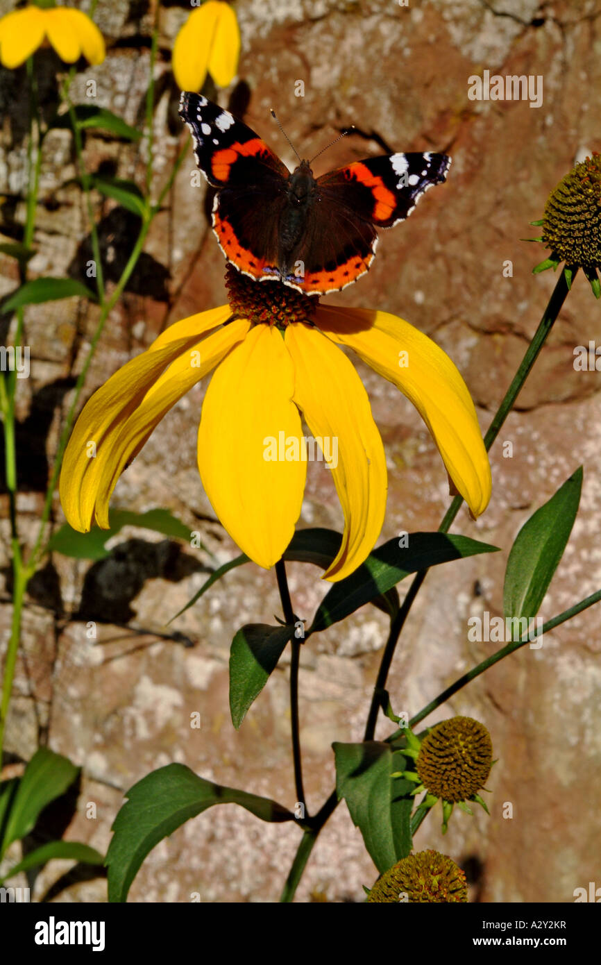 Papillon sur Rudbeckia nitida, Herbstsonne Banque D'Images