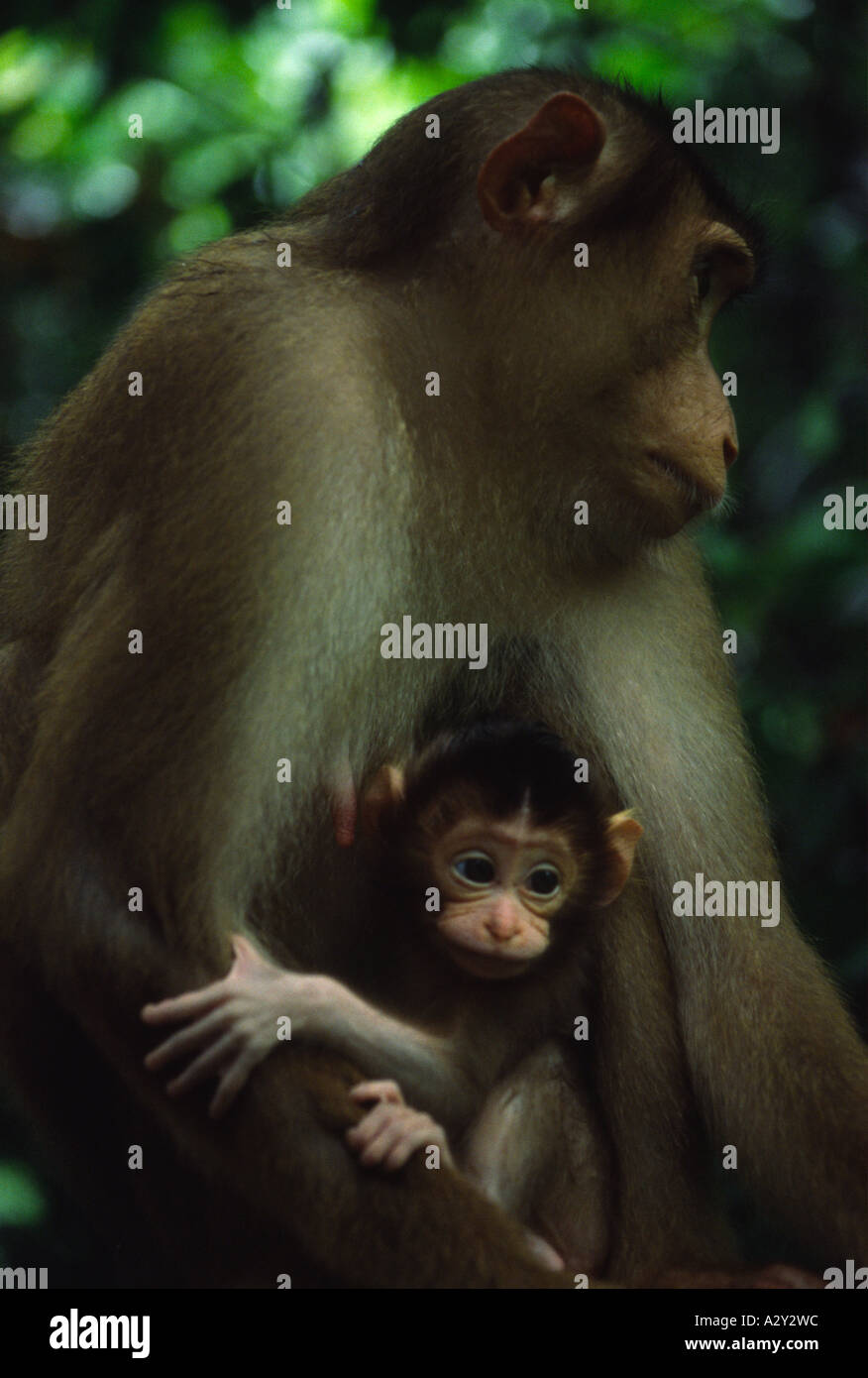 La mère et le bébé singe macaque dans rainforest habitat, Bornéo, Sabah, Malaisie, Asie Banque D'Images