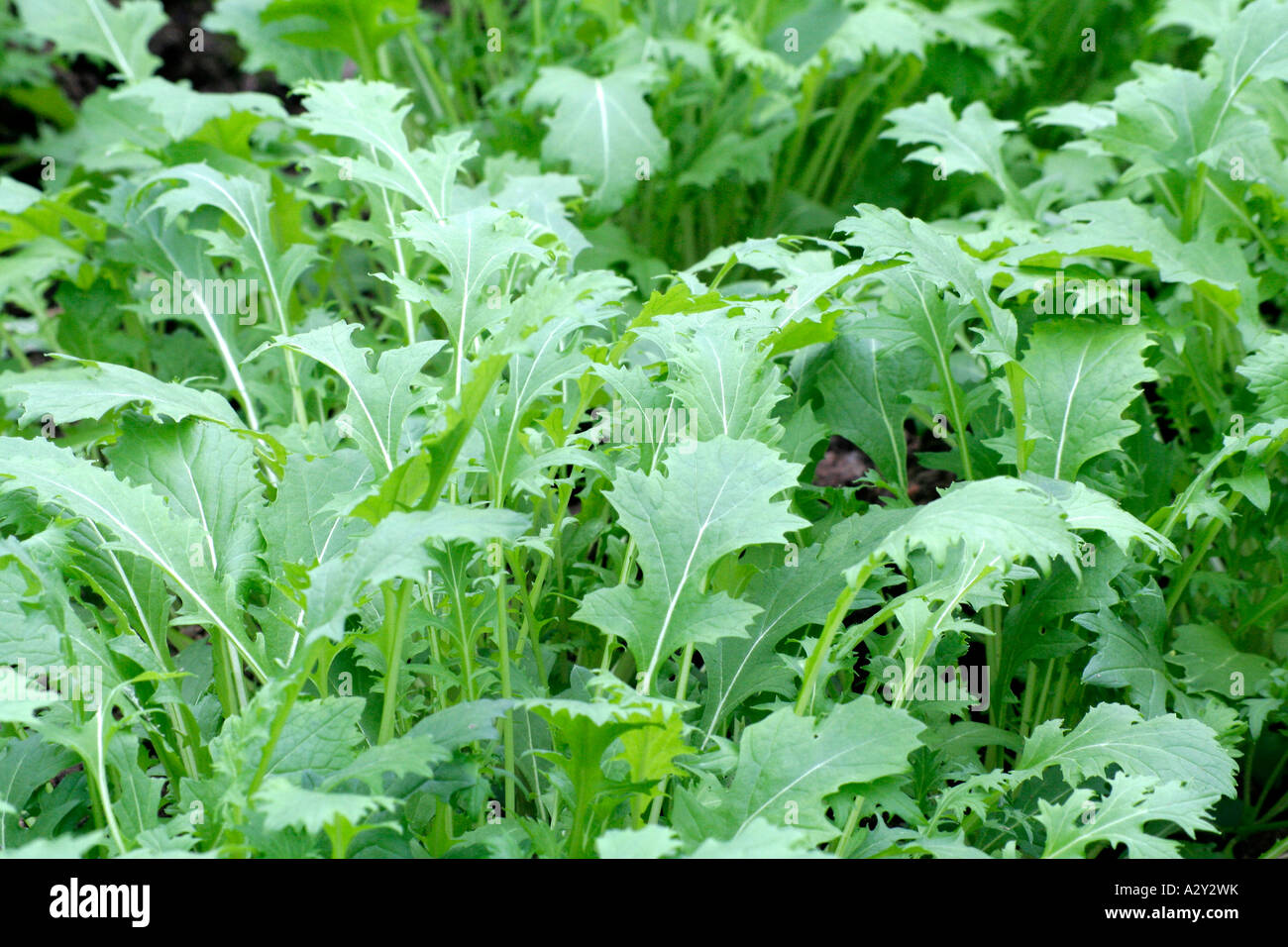 Japonais Mizuna salade de légumes verts prêts pour la coupe Banque D'Images