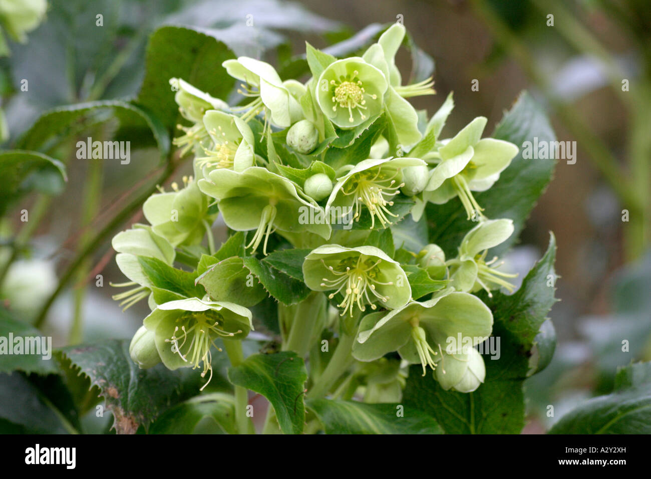 Helleborus argutifolius Banque D'Images