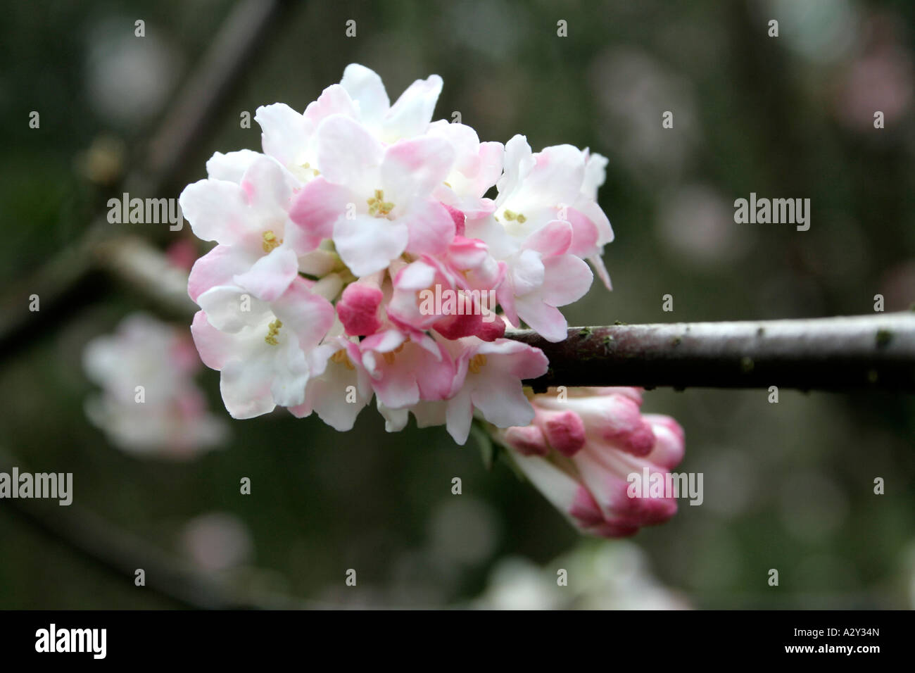 Viburnum x bodnantense Charles Lamont Banque D'Images