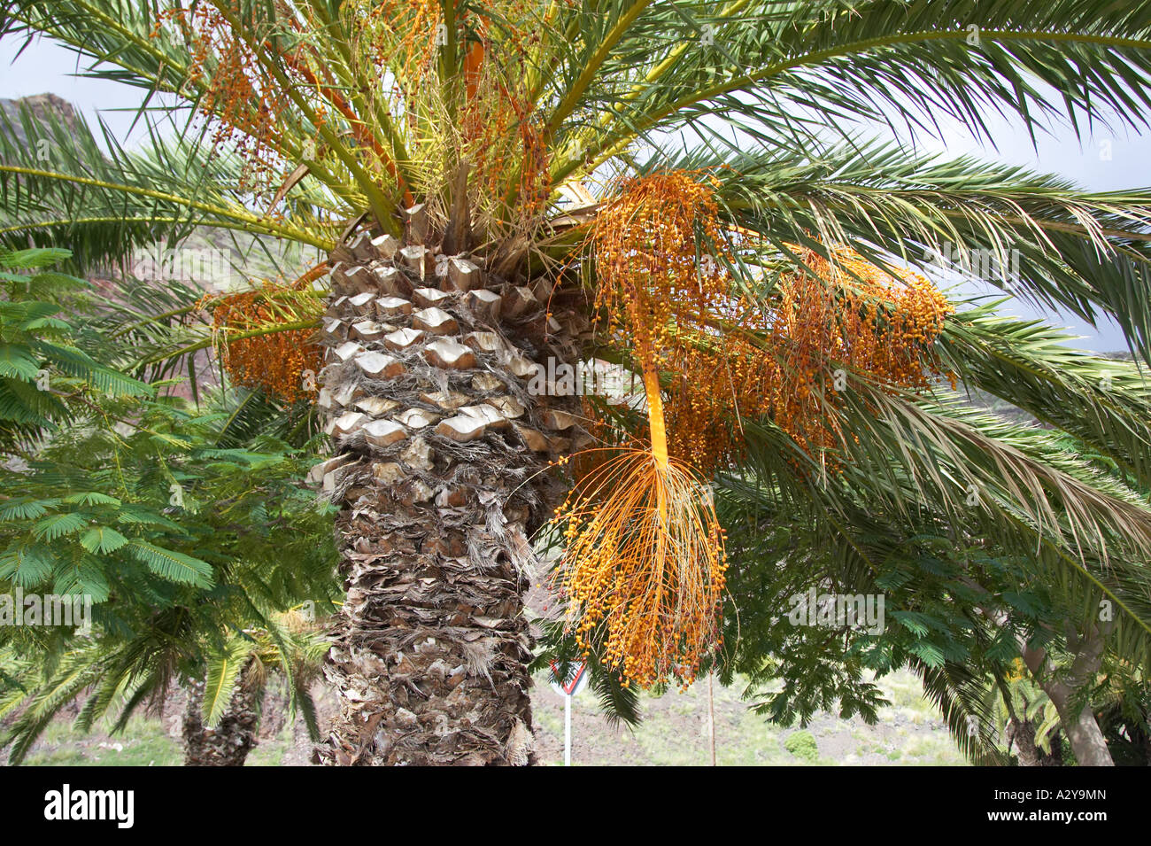 Canaries dattier Phoenix canariensis Tenerife Espagne Banque D'Images