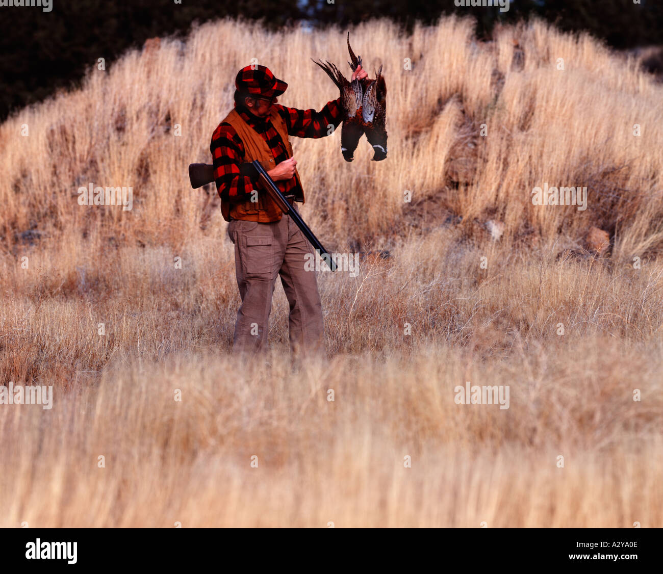 Pheasant Hunter s'arrête pour vérifier son sac de deux ringnecks Banque D'Images