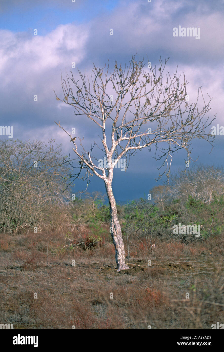 Palo Santo Tree avec Mockingbird Galapagos Banque D'Images