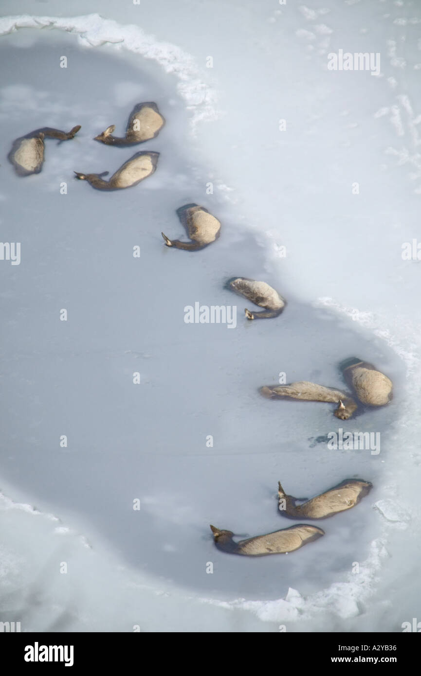 Passage du troupeau de wapitis 80 Cervus canadensis mort après chute à travers la glace mince chance de passage au réservoir de pointe Mores Creek Banque D'Images