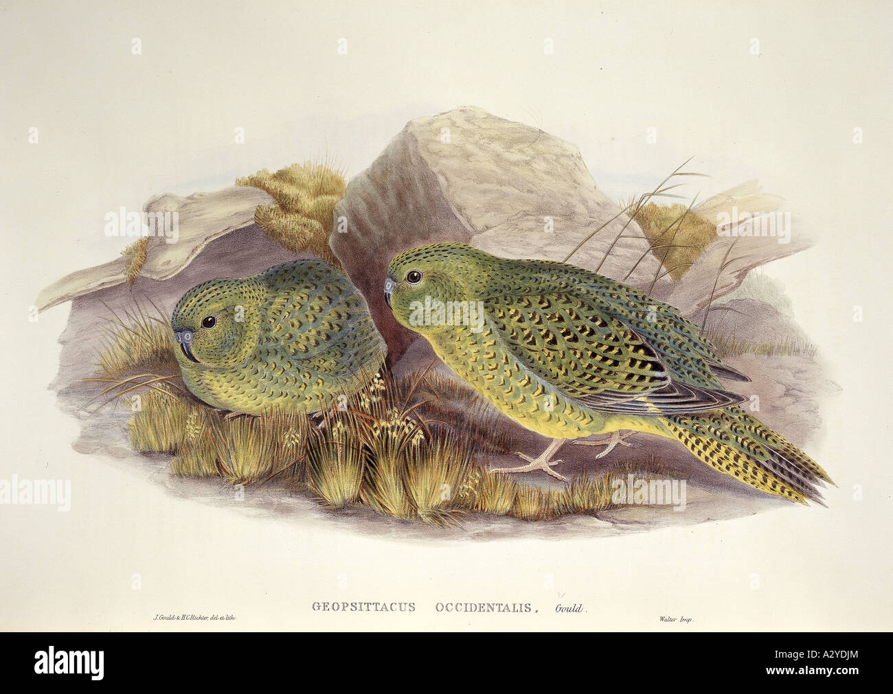 pezoporus-occidentalis-banque-de-photographies-et-d-images-haute