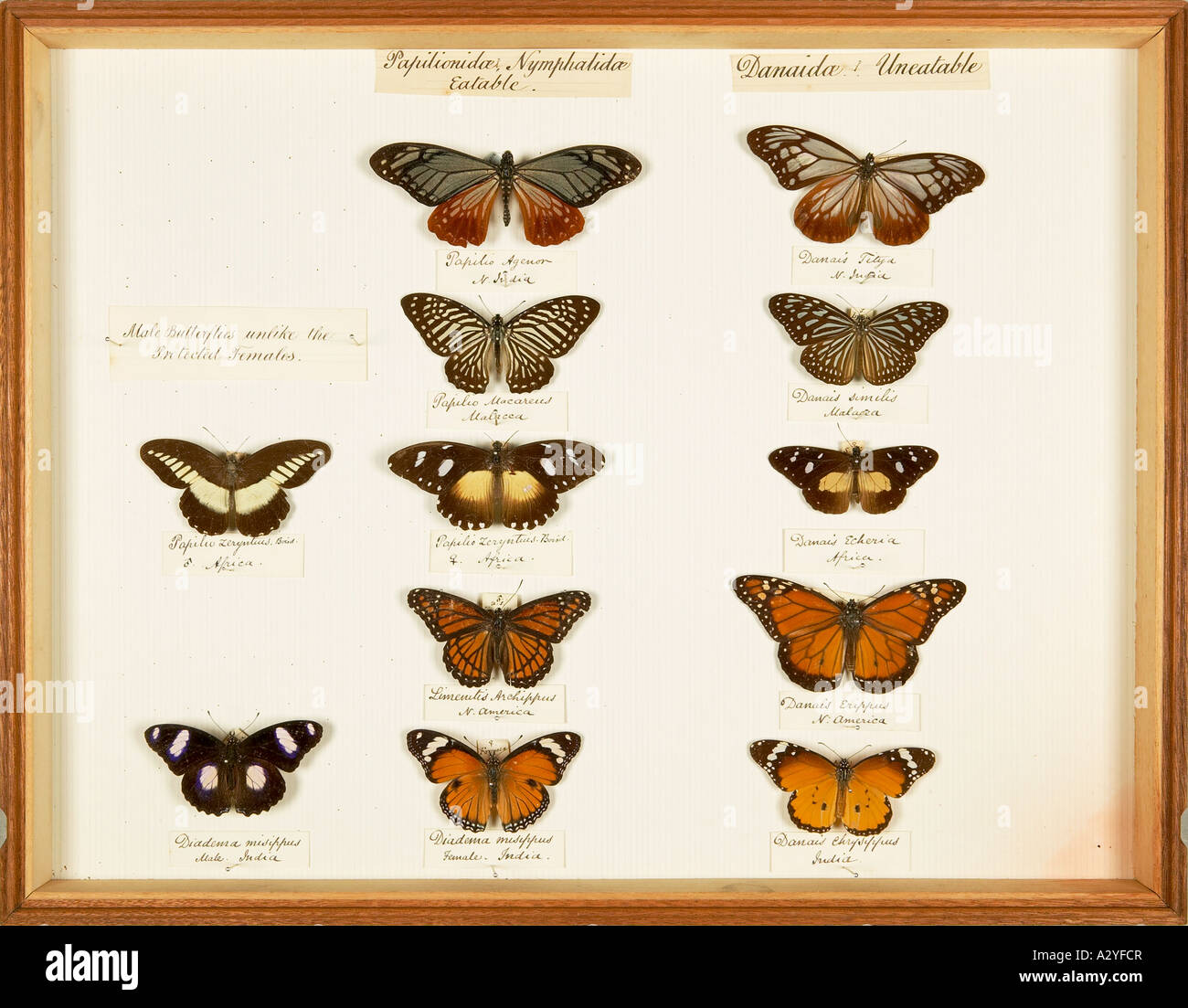 Les spécimens entomologiques de la Wallace Collection Banque D'Images