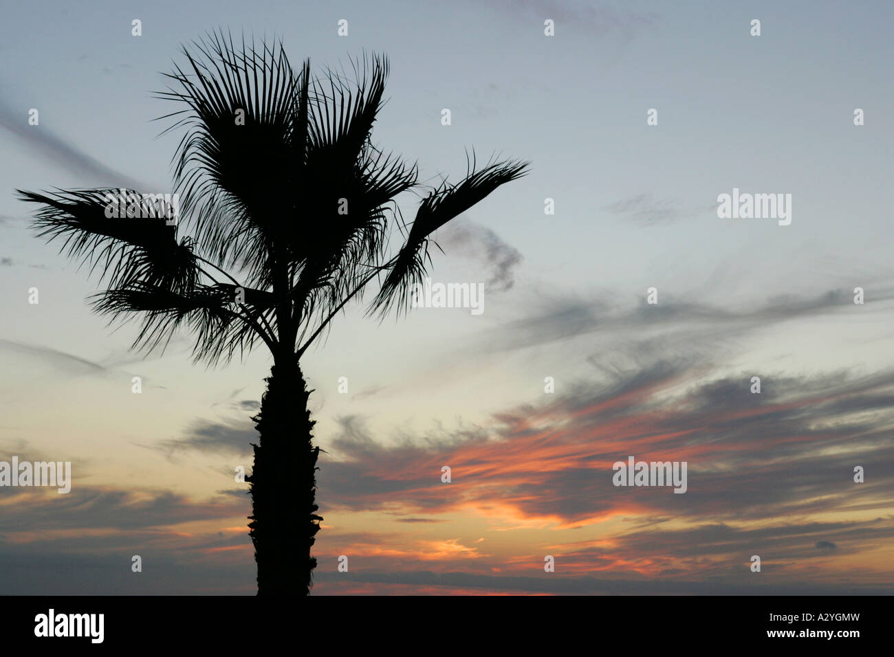 Coucher du soleil et silhouette palm tree at Playa de las americas Tenerife Espagne Banque D'Images
