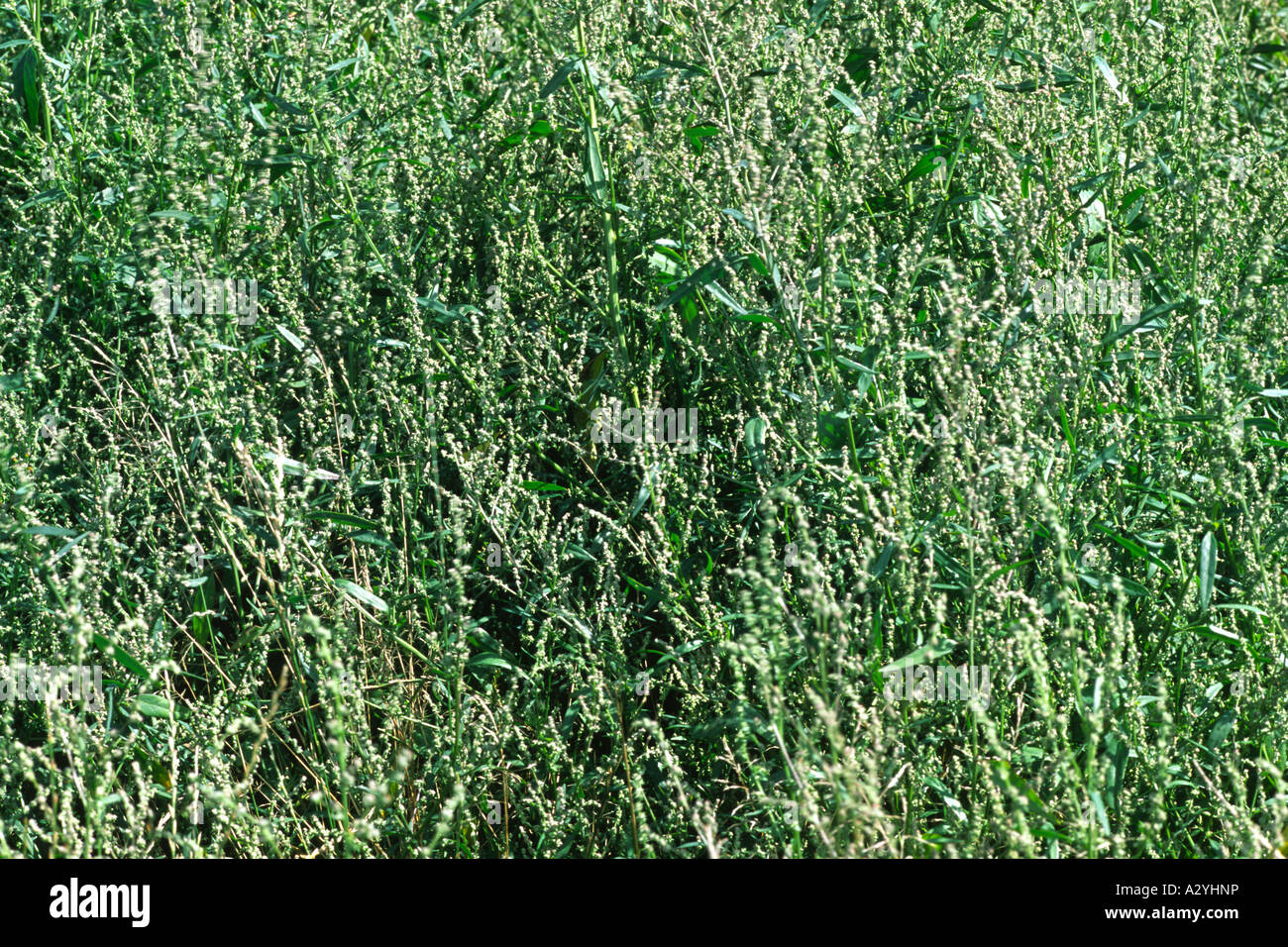 Fleurs d'Arroches (Atriplex patula) une mauvaise herbe commune de plus en plus de culture sur les restes d'un muckheap. Powys, Pays de Galles, Royaume-Uni. Banque D'Images
