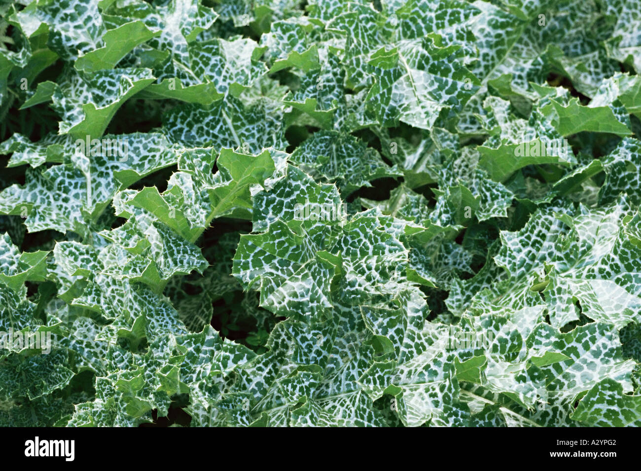 Le chardon marie plante Banque D'Images