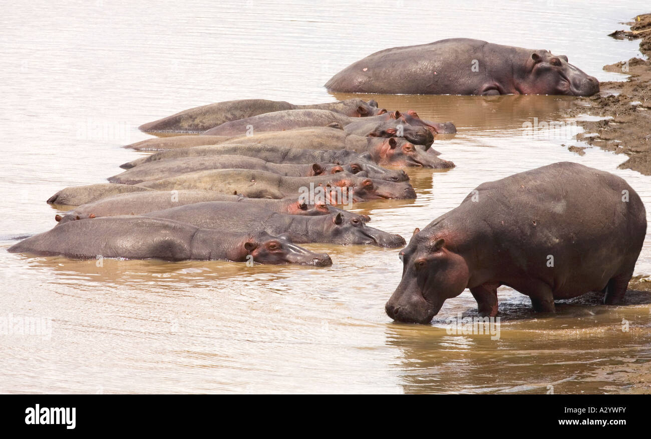 Hippopotomus Hippopotomi hippopotames rester au frais dans la rivière Mara dans le Masai Mara National Nature Reserve Kenya Afrique de l'Est Banque D'Images