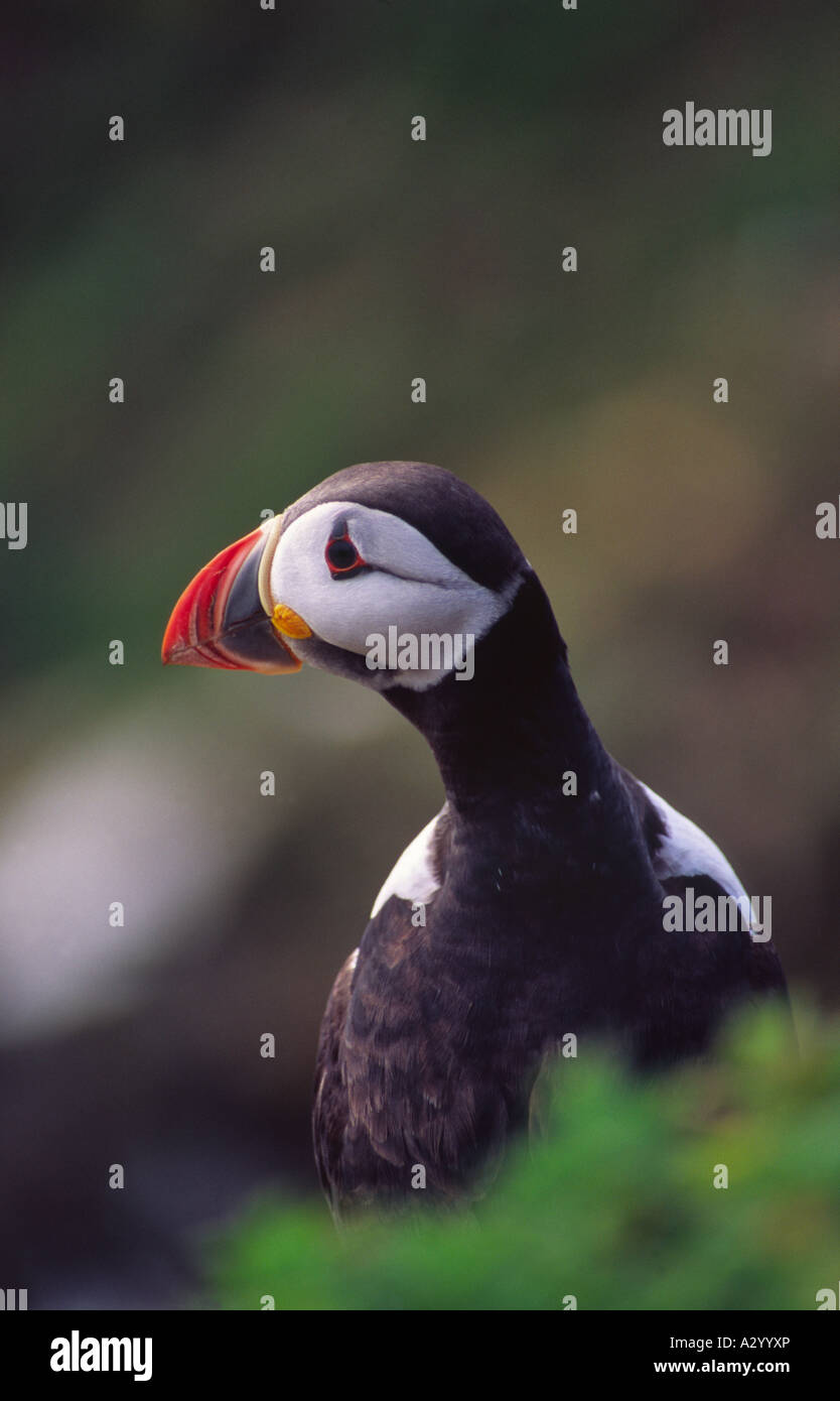 Macareux moine (Fratercula arctica) sur l'île Great Saltee, comté de Wexford, Irlande. Banque D'Images