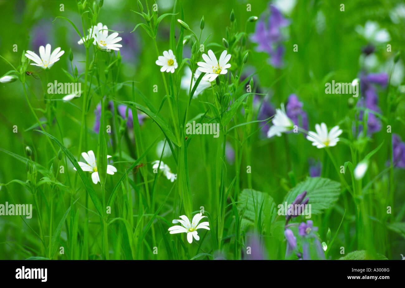 Fleurs sauvages - souris commune-oreille et bluebells - dans Ness Bois. Comté de Derry, Irlande du Nord, Royaume-Uni. Banque D'Images