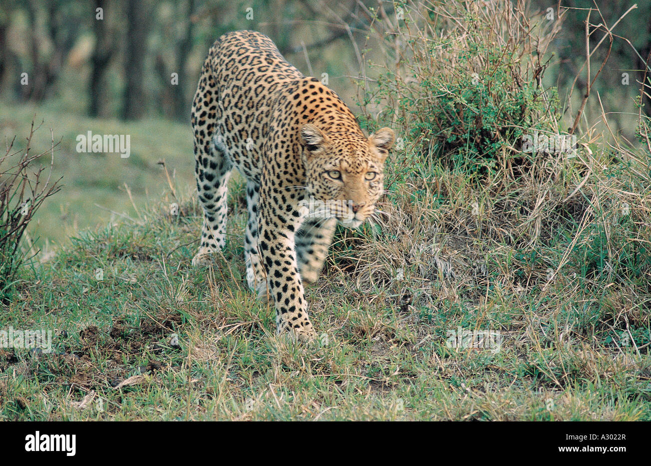 Leopard walking in a semi harcèlement posent le Masai Mara National Reserve Kenya Afrique de l'Est Banque D'Images