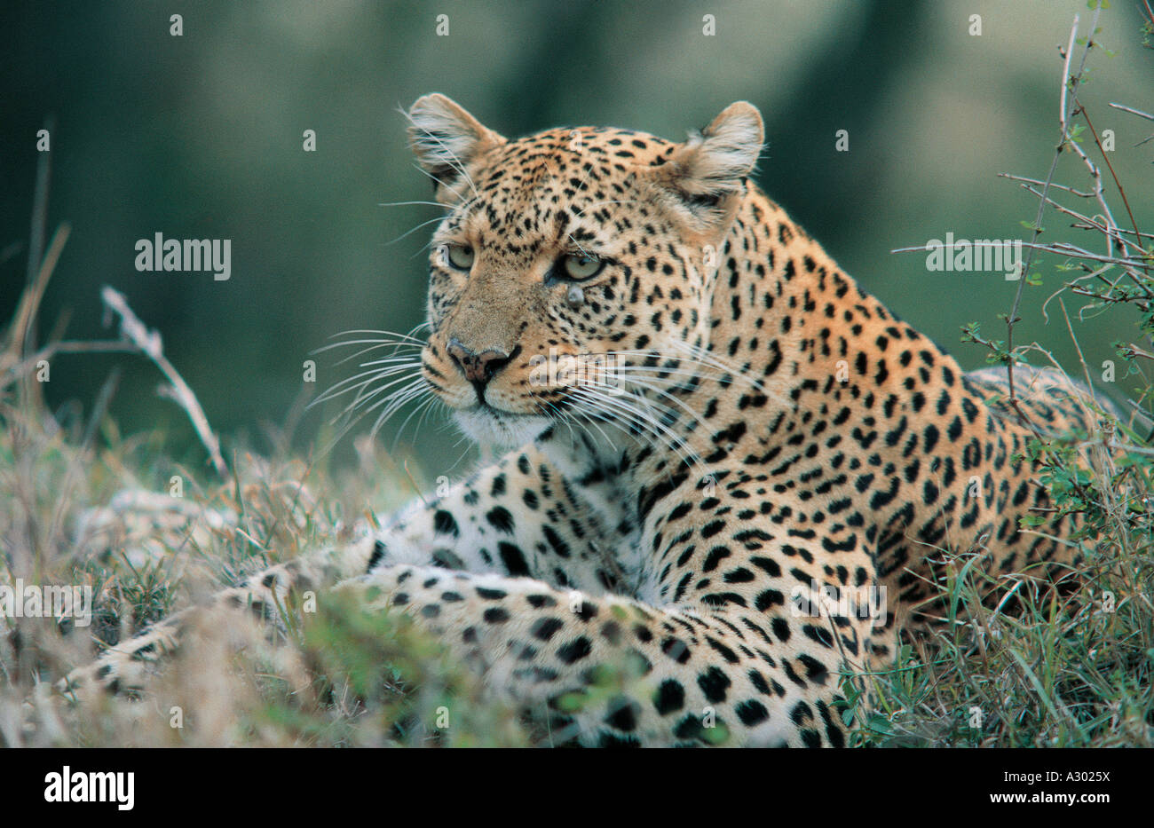 Portrait de Leopard dans le Masai Mara National Reserve Kenya Afrique de l'Est Il a une tique gorgée de sang juste sous son oeil Banque D'Images