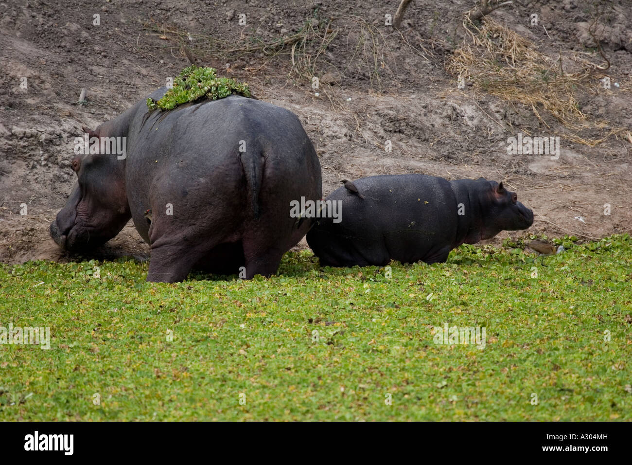 La mère et le bébé hippopotame Banque D'Images