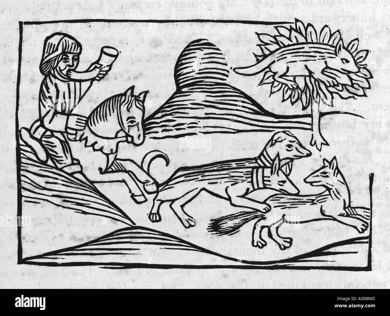 L Aesop Fox et Cat Banque D'Images L Aesop Fox et Cat Banque D'Images