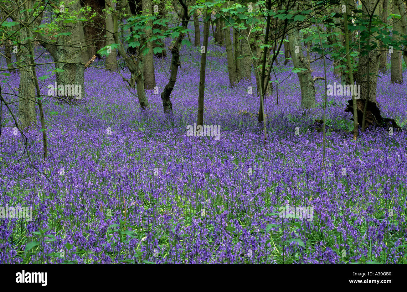 Camp de bois Bluebell Warren Cobham Surrey Banque D'Images