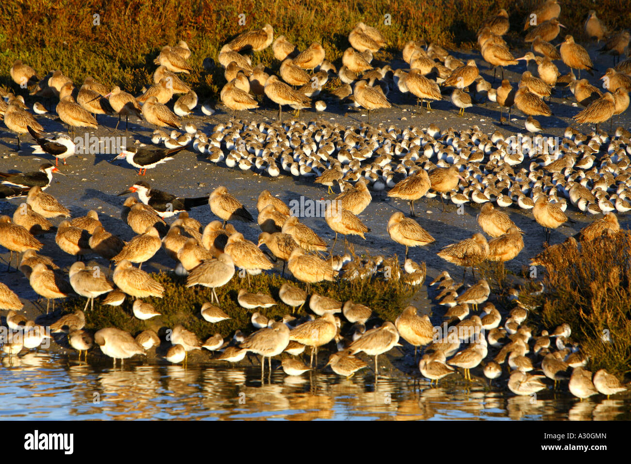 La migration des oiseaux dans le Back Bay Newport Newport Beach Orange County California United States USA Banque D'Images