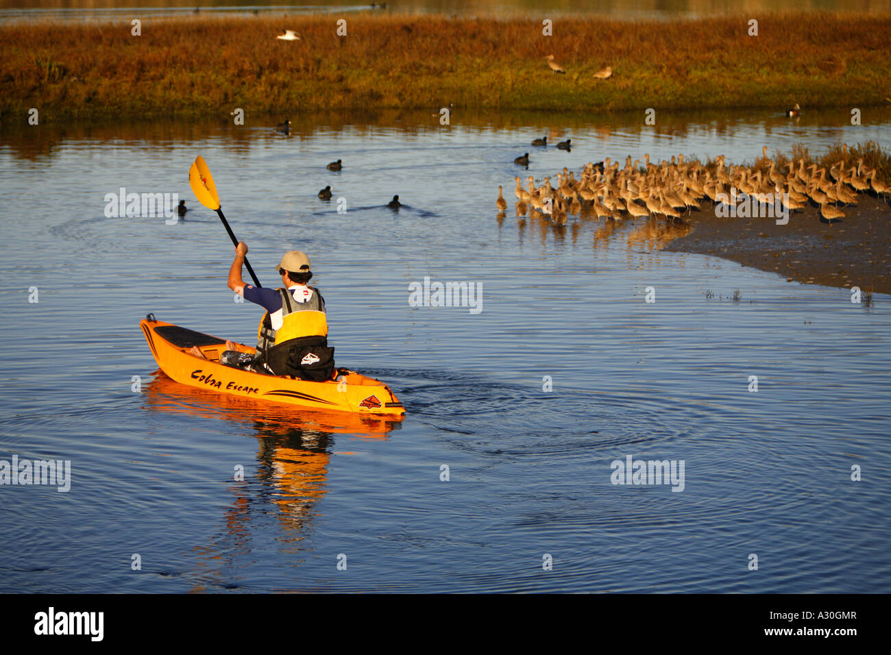 Kayak dans la baie arrière Newport Newport Beach Orange County California United States USA MR modèle libération Banque D'Images