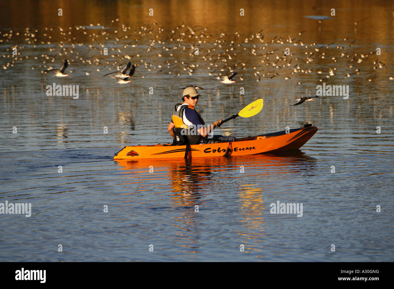 Kayak dans la baie arrière Newport Newport Beach Orange County California United States USA MR modèle libération Banque D'Images