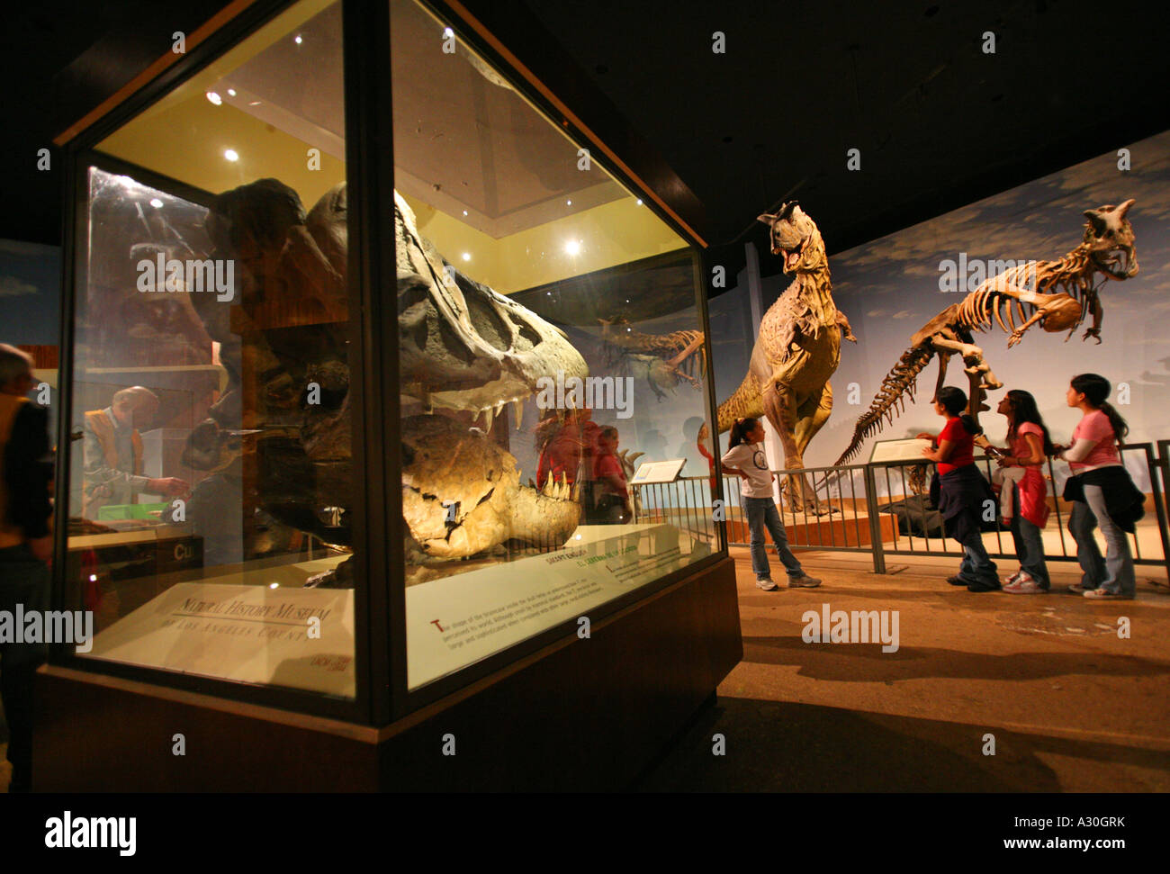 Crâne de dinosaure Carnotaurus Tyrannosaurus et exposition dans la salle des dinosaures du Mésozoïque Natural History Museum Exposition Park Los Ang Banque D'Images
