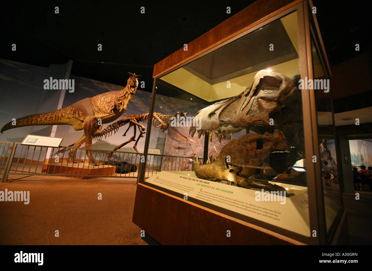 Crâne de dinosaure Carnotaurus Tyrannosaurus et exposition dans la salle des dinosaures du Mésozoïque Natural History Museum Exposition Park Los Ang Banque D'Images