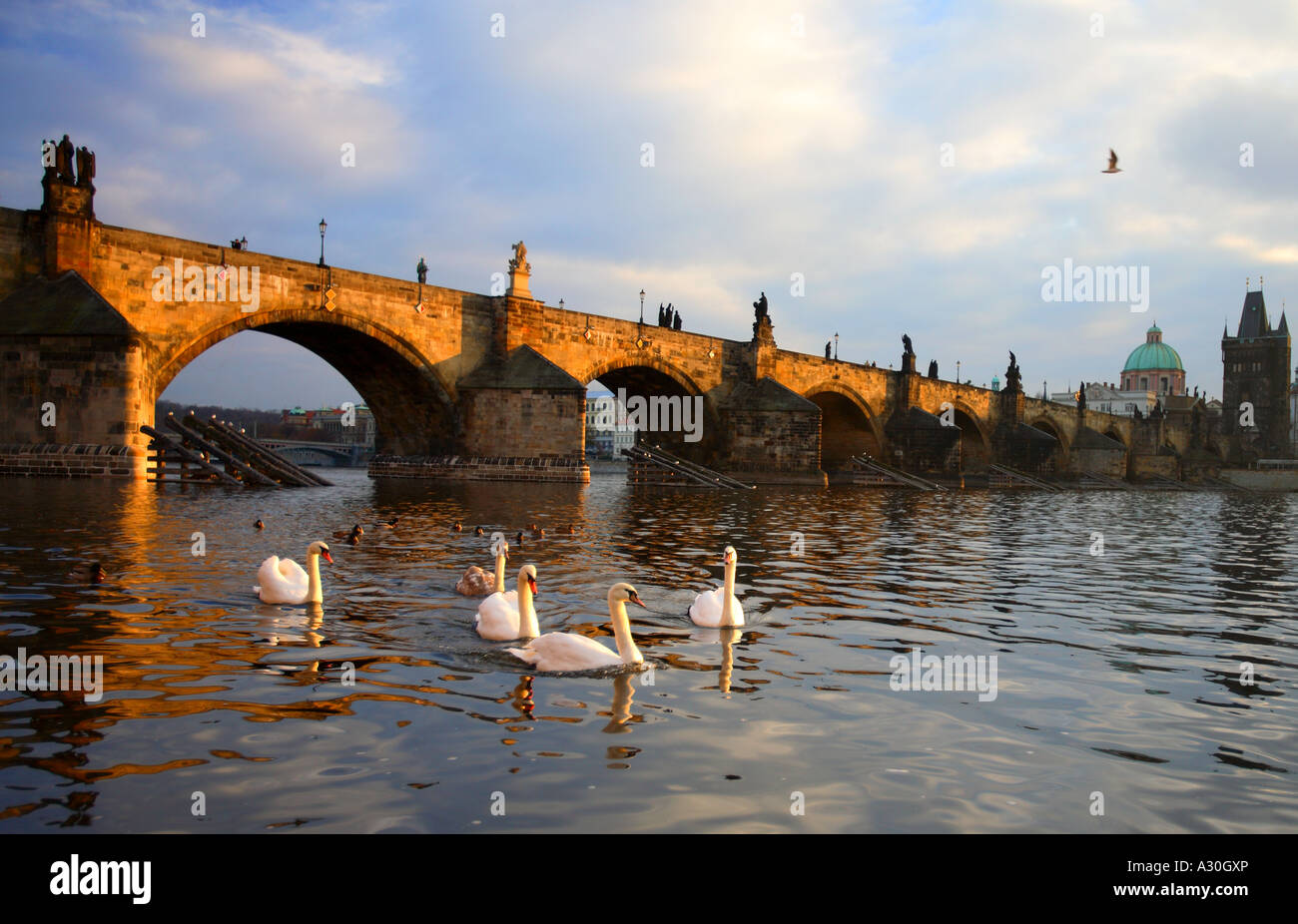 Cygnes sur la Rivière Vltava avec le Charles Bridge Prague République Tchèque Europe Banque D'Images