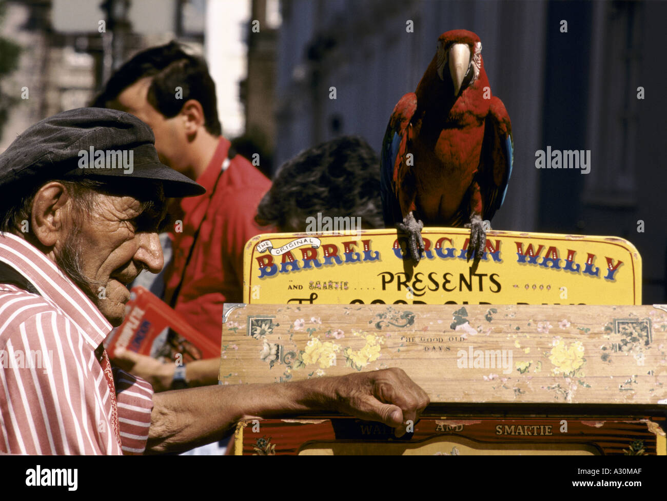 Organiste du fourreau avec parrot Banque D'Images