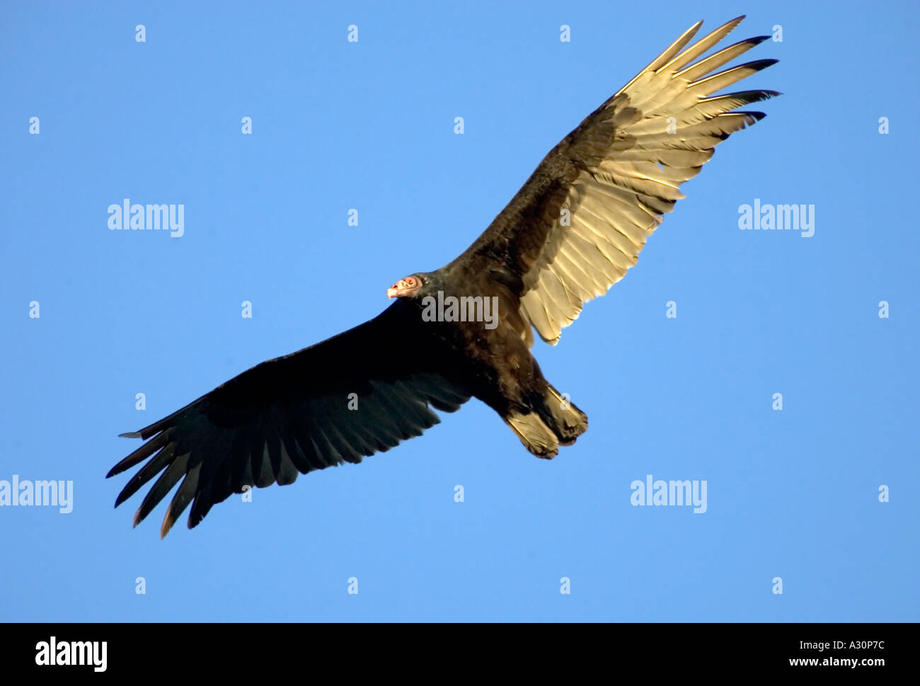 Urubu Cathartes aura un oiseau commun dans le sud-ouest américain les déserts Banque D'Images