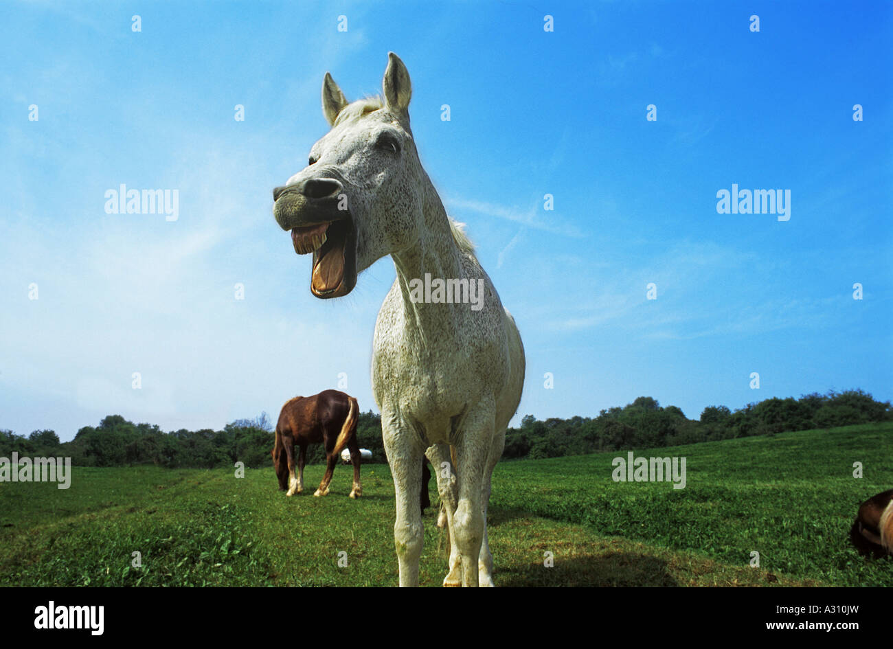 - Whinnying cheval Banque D'Images