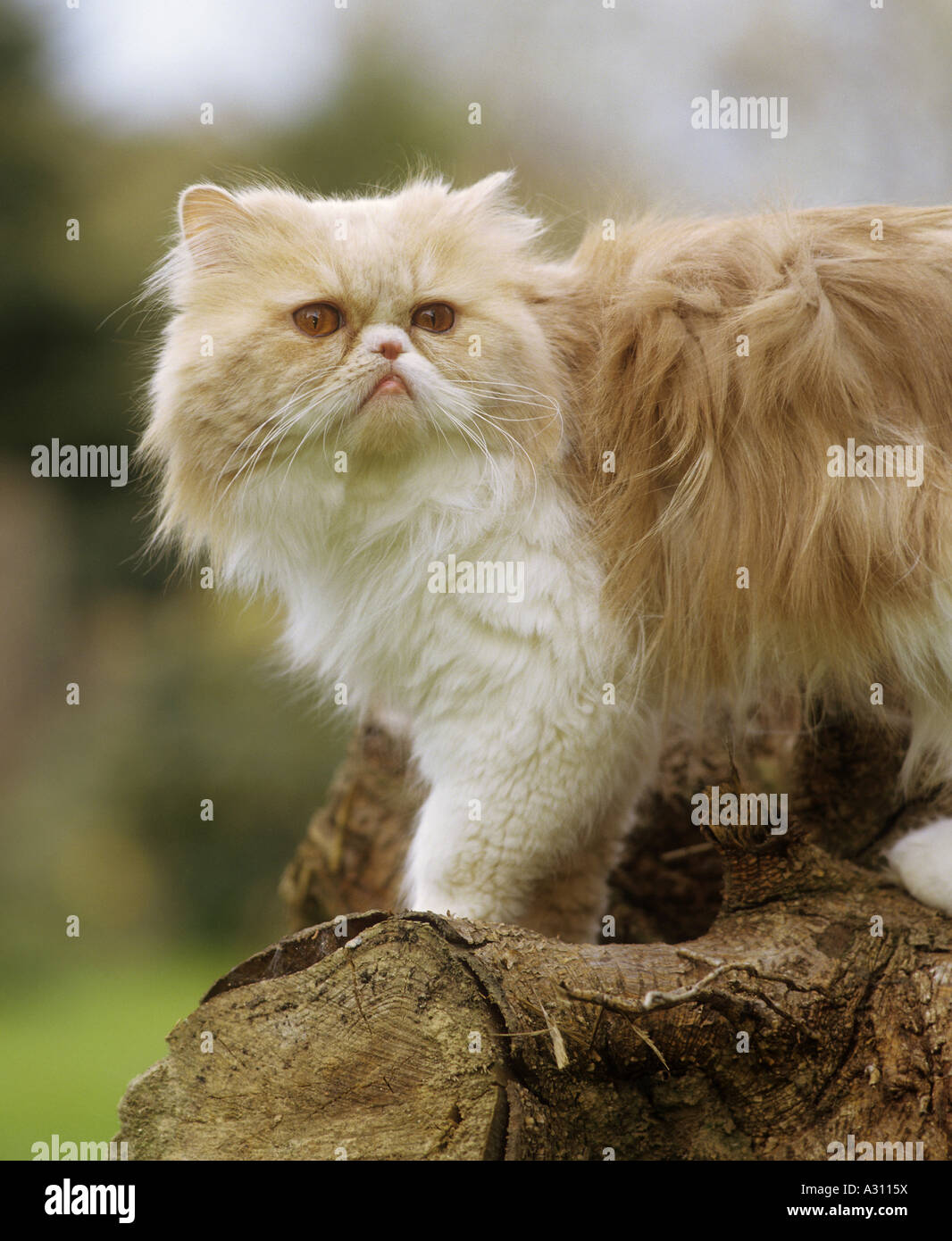 Arbre a chat Banque de photographies et d’images à haute résolution Alamy — free download