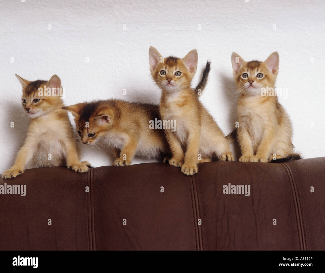Quatre chatons Abyssins sur retour Banque D'Images