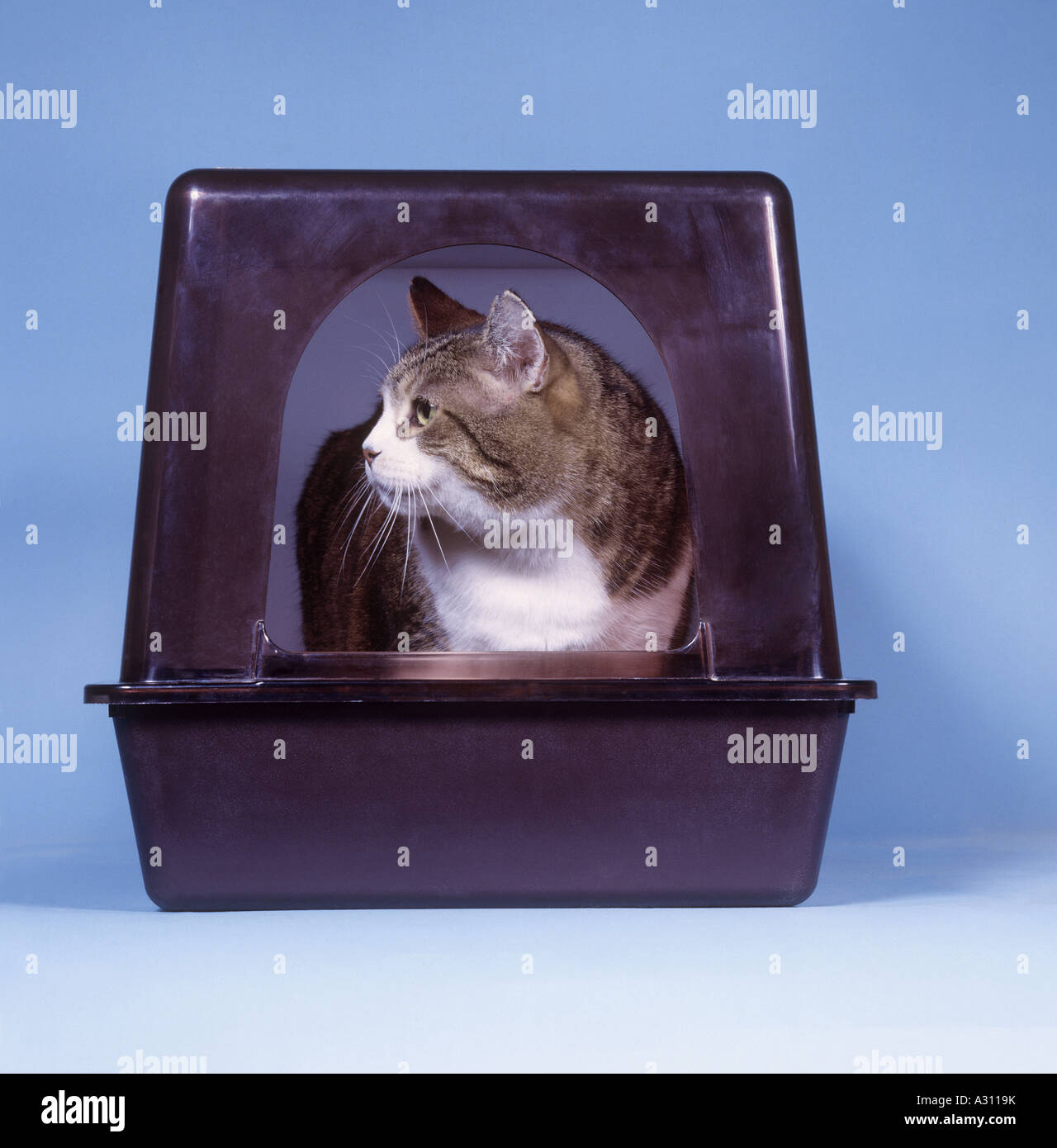 Cat - dans la litière du chat Banque D'Images
