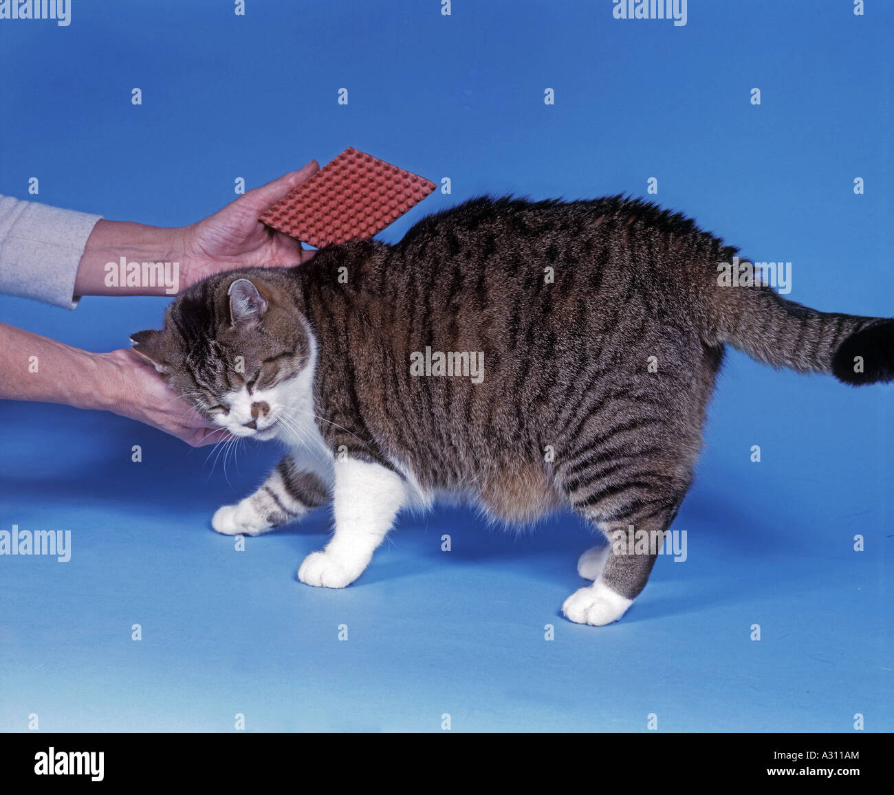 Chat domestique. Tabby étant adultes brushed Banque D'Images