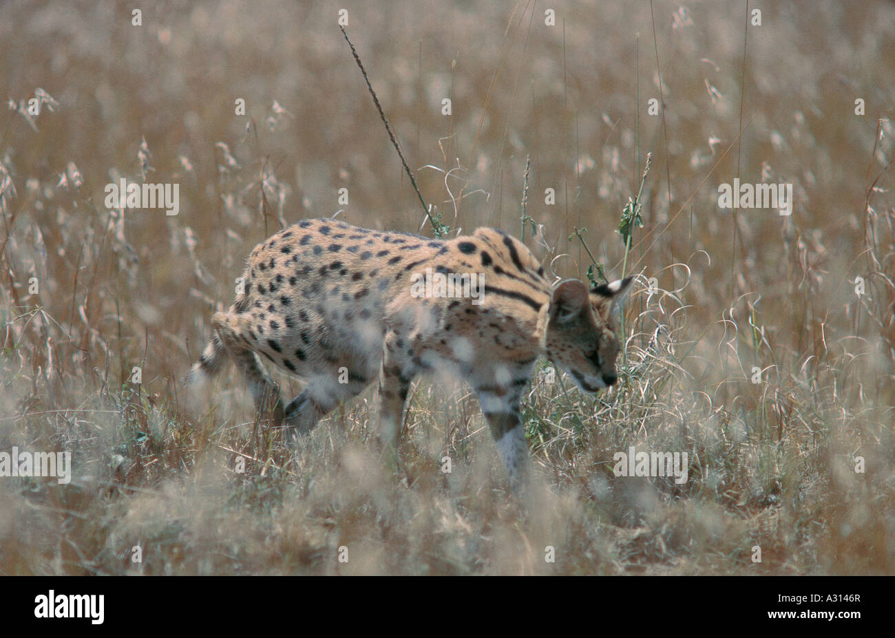 Serval cat marcher dans l'herbe sèche dans le Masai Mara National Reserve Kenya Afrique de l'Est Banque D'Images