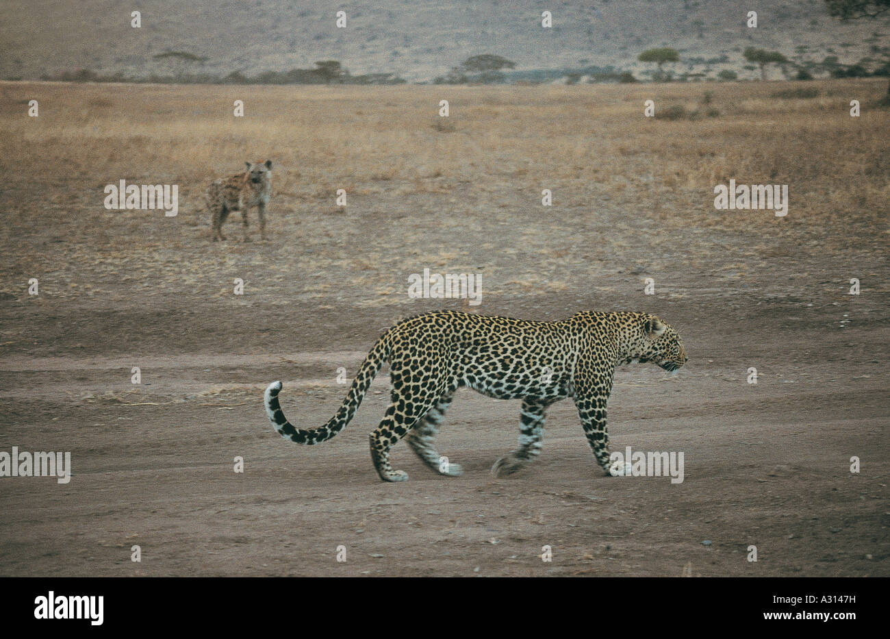 Leopard détendue à quelques proches de hyène Parc National de Serengeti Tanzanie Afrique de l'est le léopard fait fi de la hyène Banque D'Images