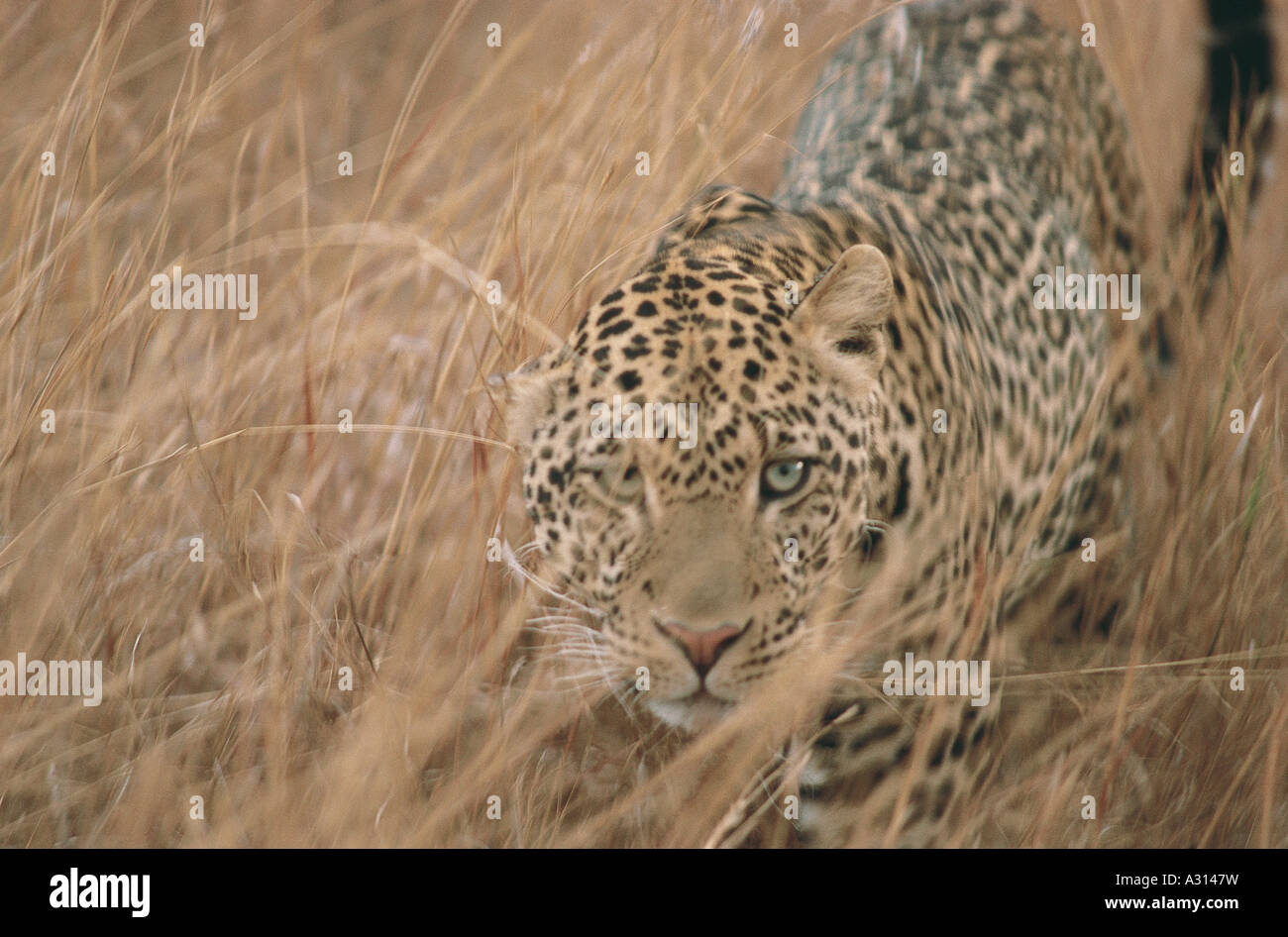 Le leopard est partiellement caché à la recherche dans l'herbe directement à l'appareil photo avec un bon contact visuel Banque D'Images