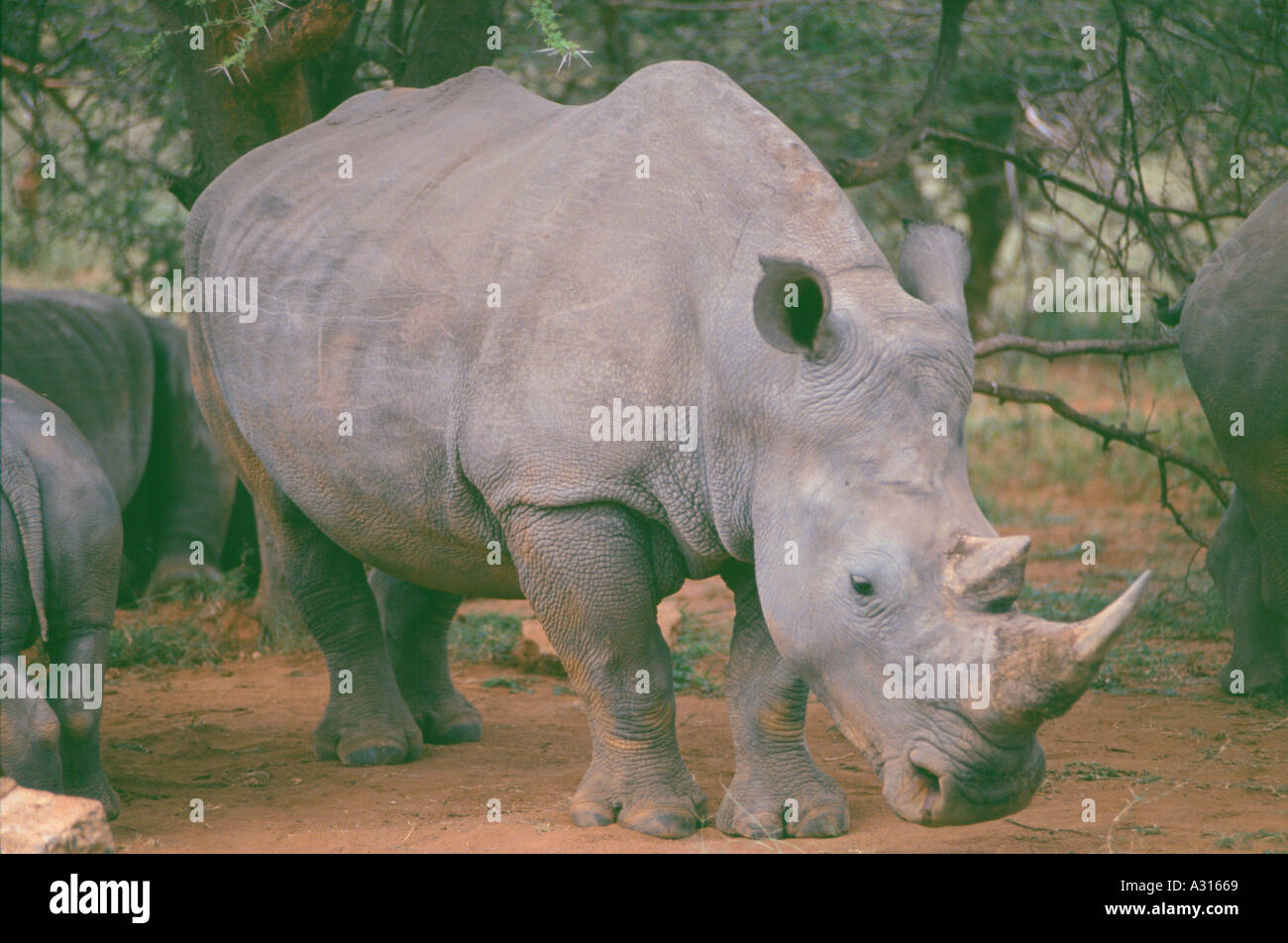 Le rhinocéros blanc du sud (Ceratotherium simum Banque D'Images