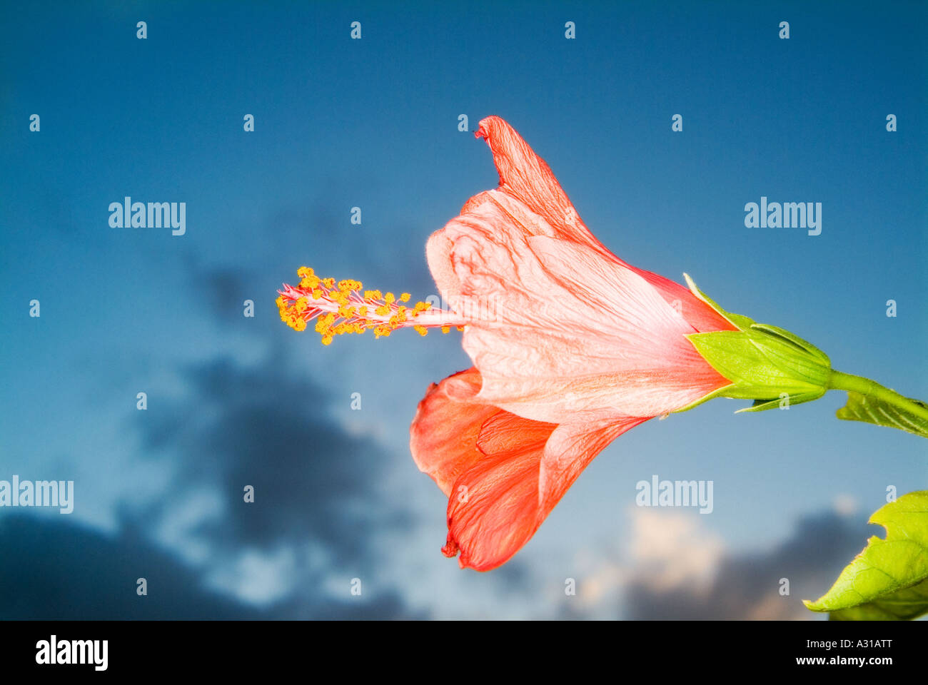 Fleur d'hibiscus rouge Banque D'Images
