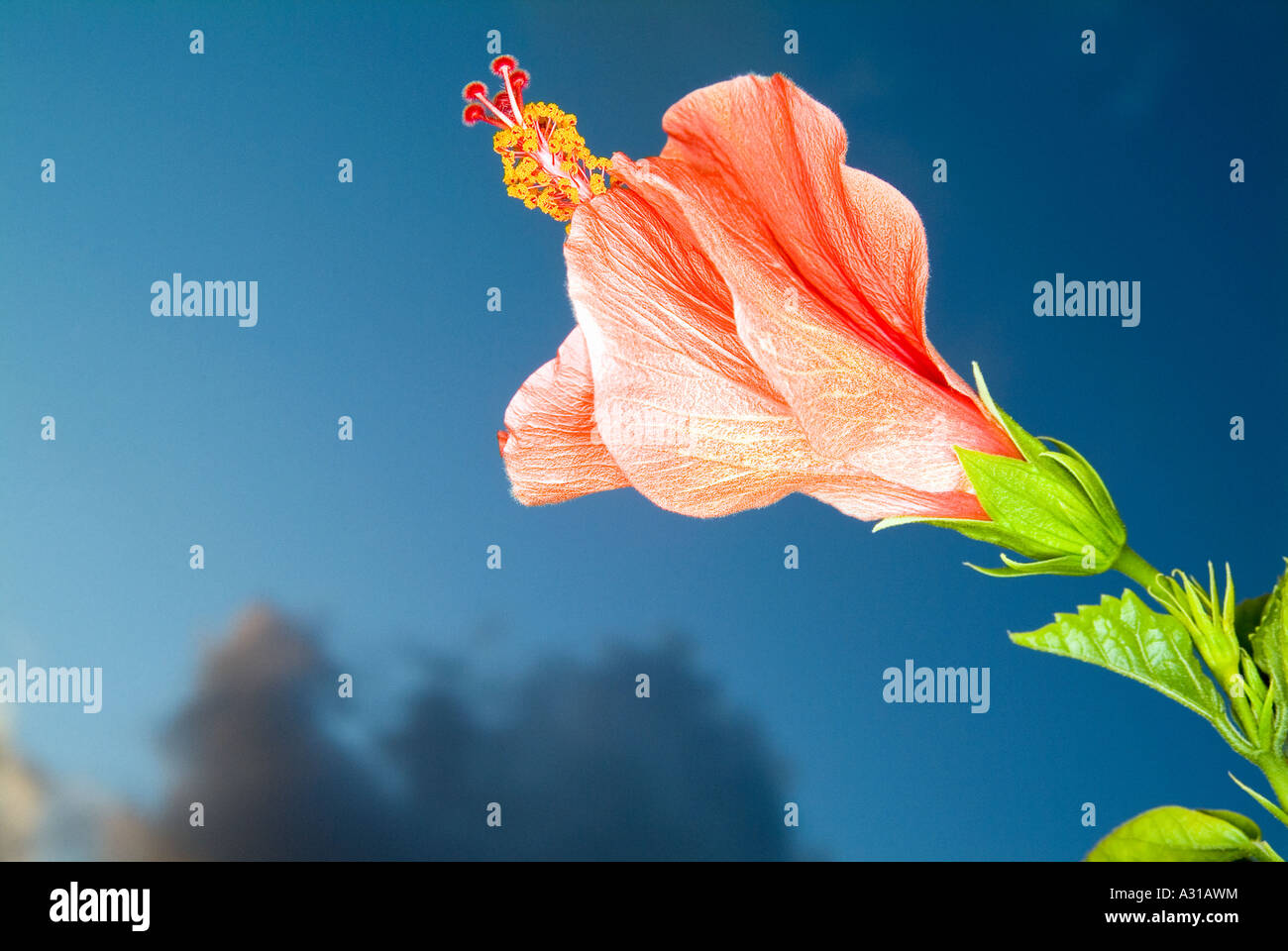 Fleur d'hibiscus rouge Banque D'Images