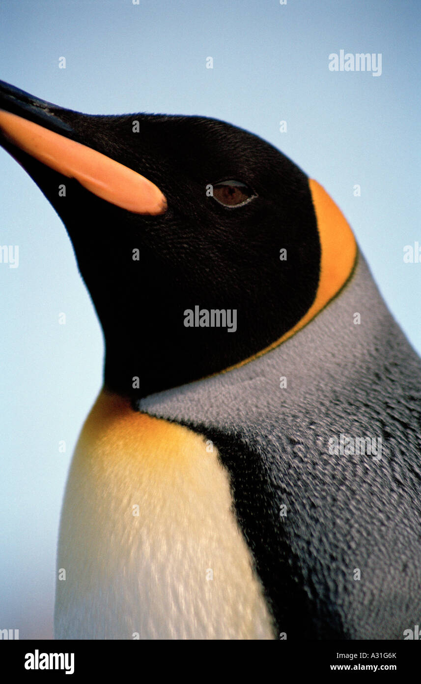 Close up of a King Penguin, la plaine de Salisbury, Bay of Isles, Géorgie du Sud, Île Sub-Antarctic Banque D'Images