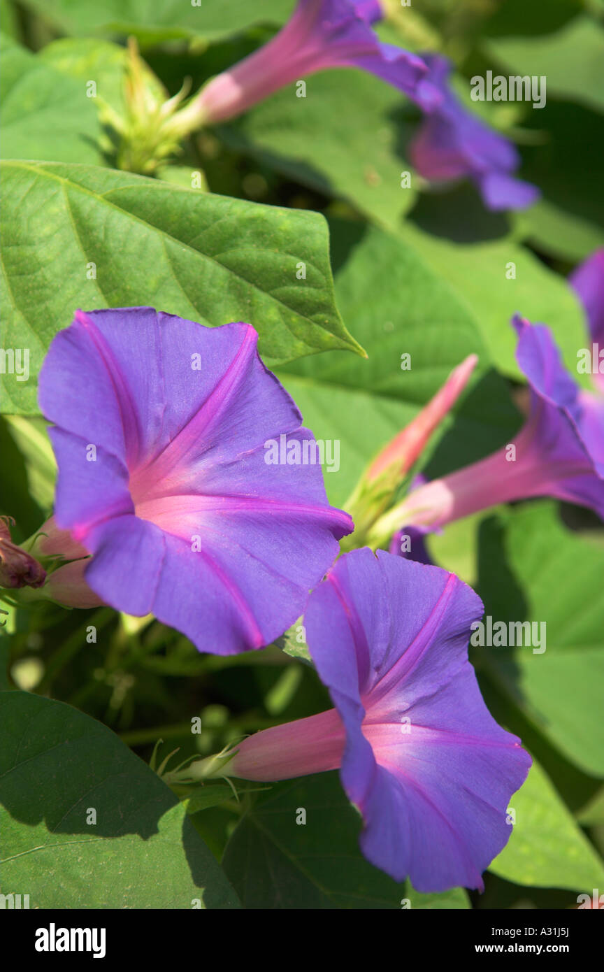 Bleu et violet 'Morning glory' fleurs Banque D'Images