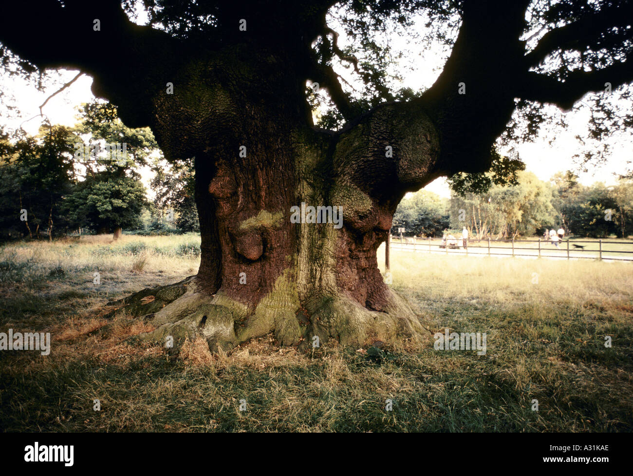 Le tronc épais noueux d'un chêne Banque D'Images