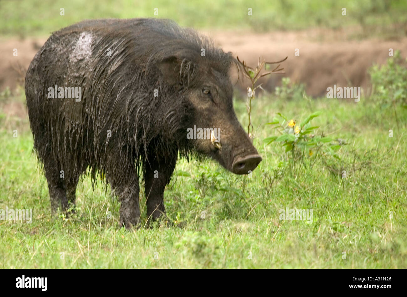 Porc Hylochoerus meinertzhageni forêt géant Banque D'Images